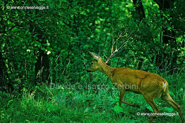 Capriolo 5-17-99